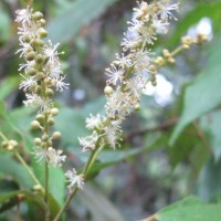 Mallotus philippensis (Lam.) Müll.Arg.